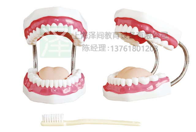 牙护理保健模型（32颗牙，放大5倍）