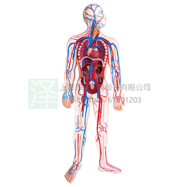 人体血液循环2部件模型