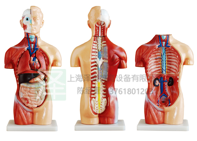 无性躯干模型42CM18件