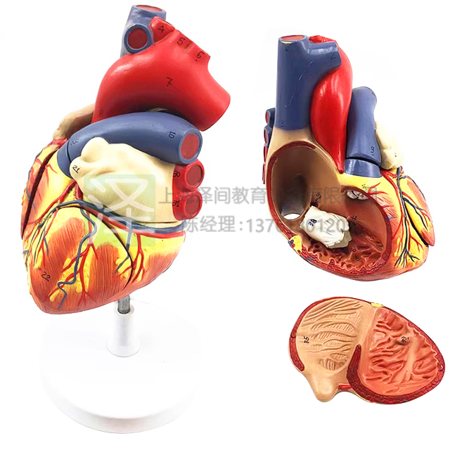 人体心脏解剖2倍放大模型附数字标识