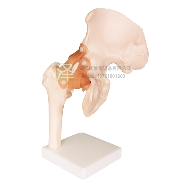 髋关节模型