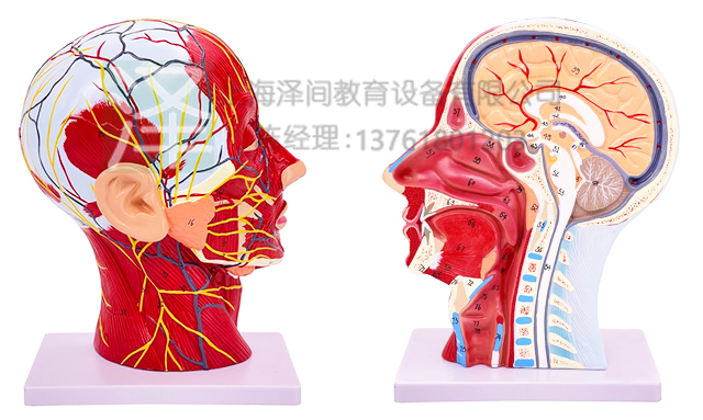 头部神经血管附肌肉模型81标识