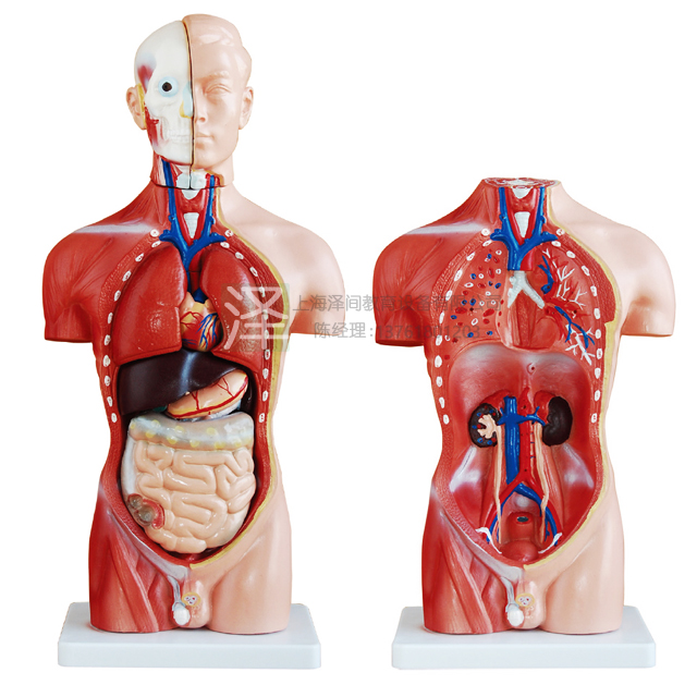 男性躯干模型42CM13件