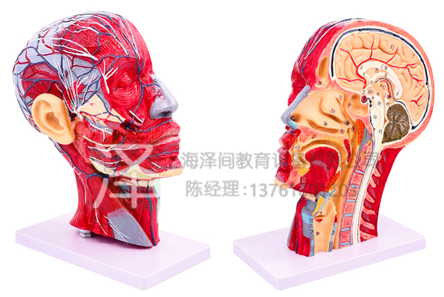 头部神经血管附肌肉模型100标识