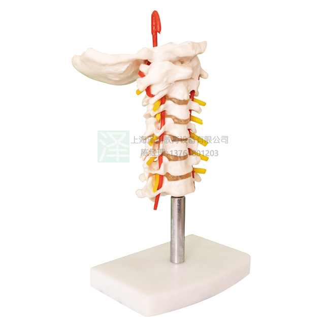 颈椎附颈动脉模型