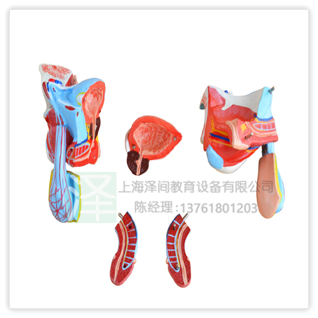 男性内外生殖器5部件模型A