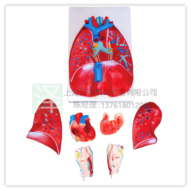 喉、心、肺模型A