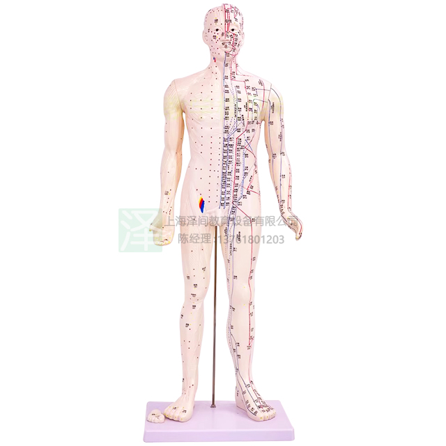 人体针灸模型170cm