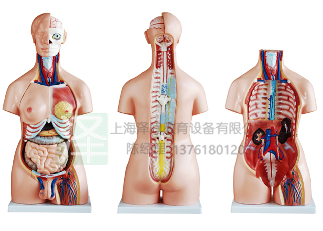 两性互换躯干模型85CM40件