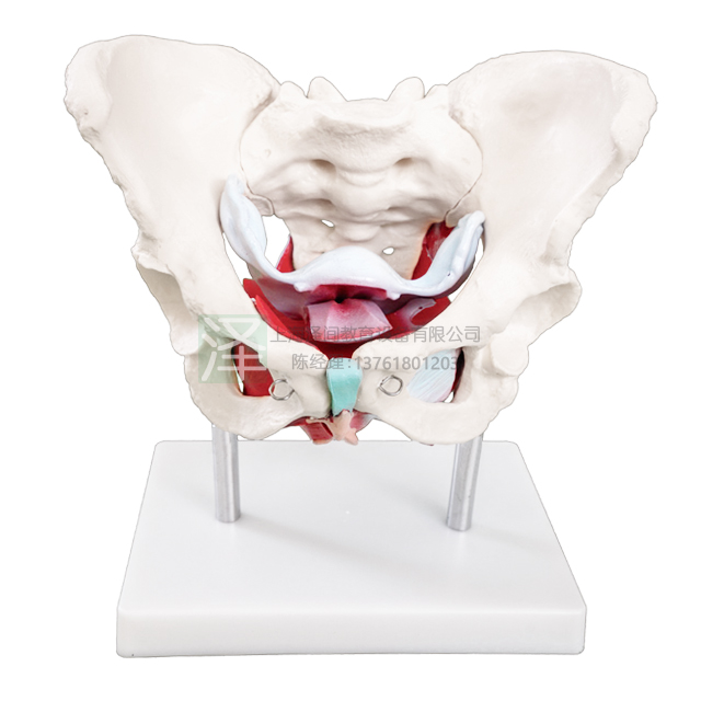 女性骨盆附盆底肌肉模型