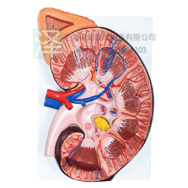 肾解剖2部件模型（3倍放大）